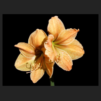 2013-09-26_Hippeastrum_Exotica.jpg