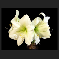 2014-01-03_Hippeastrum_Lemon_Star.jpg
