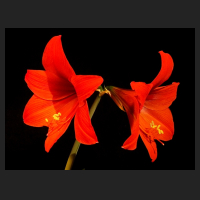 2014-04-25_Hippeastrum_Kolibri_Series.jpg