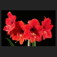 2015-01-09_Hippeastrum_Pamela.jpg