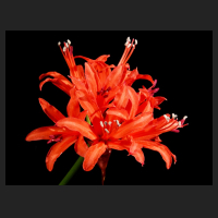 2015-09-26_Nerine_sarniensis_1.jpg