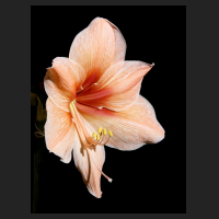 2015-12-23_Hippeastrum_Exotica.jpg